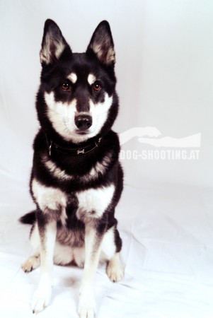 Husky Sandy