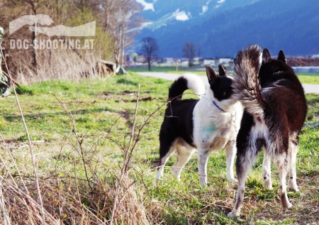 unerwarteter Besucher (links) während dem shooting